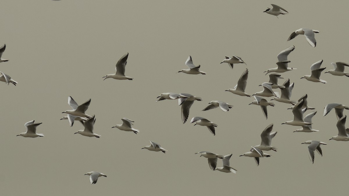 Slender-billed Gull - ML462492781