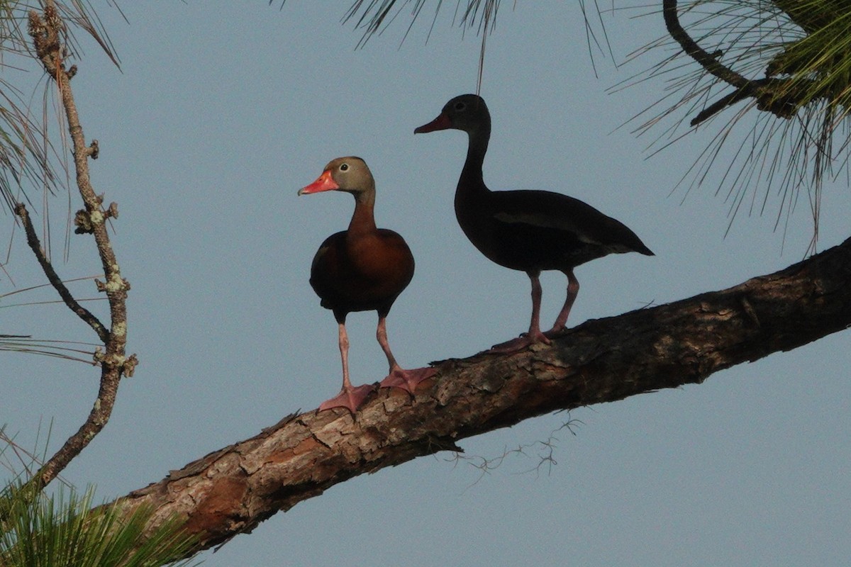 Black-bellied Whistling-Duck - Claire Herzog