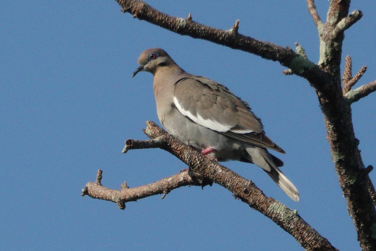 White-winged Dove - Claire Herzog