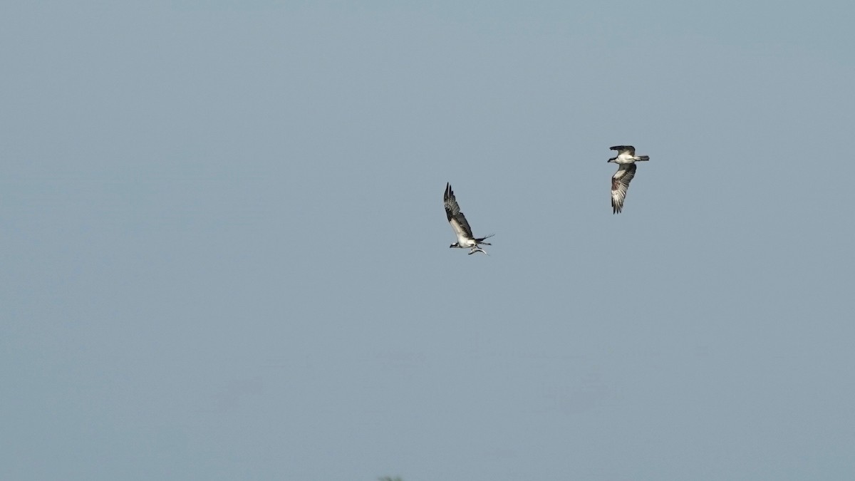 Águila Pescadora - ML462494491