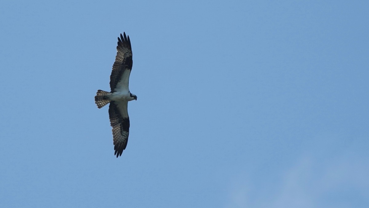 Osprey - Indira Thirkannad