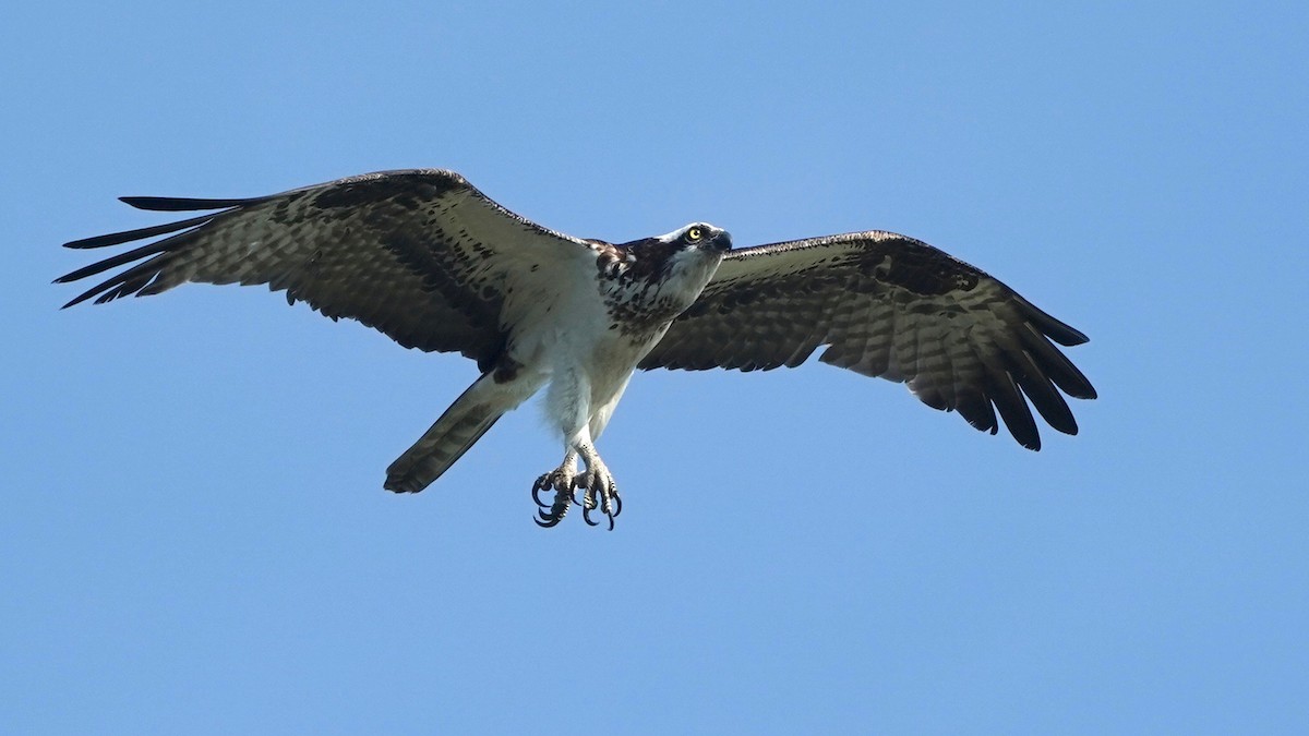 Águila Pescadora - ML462495191