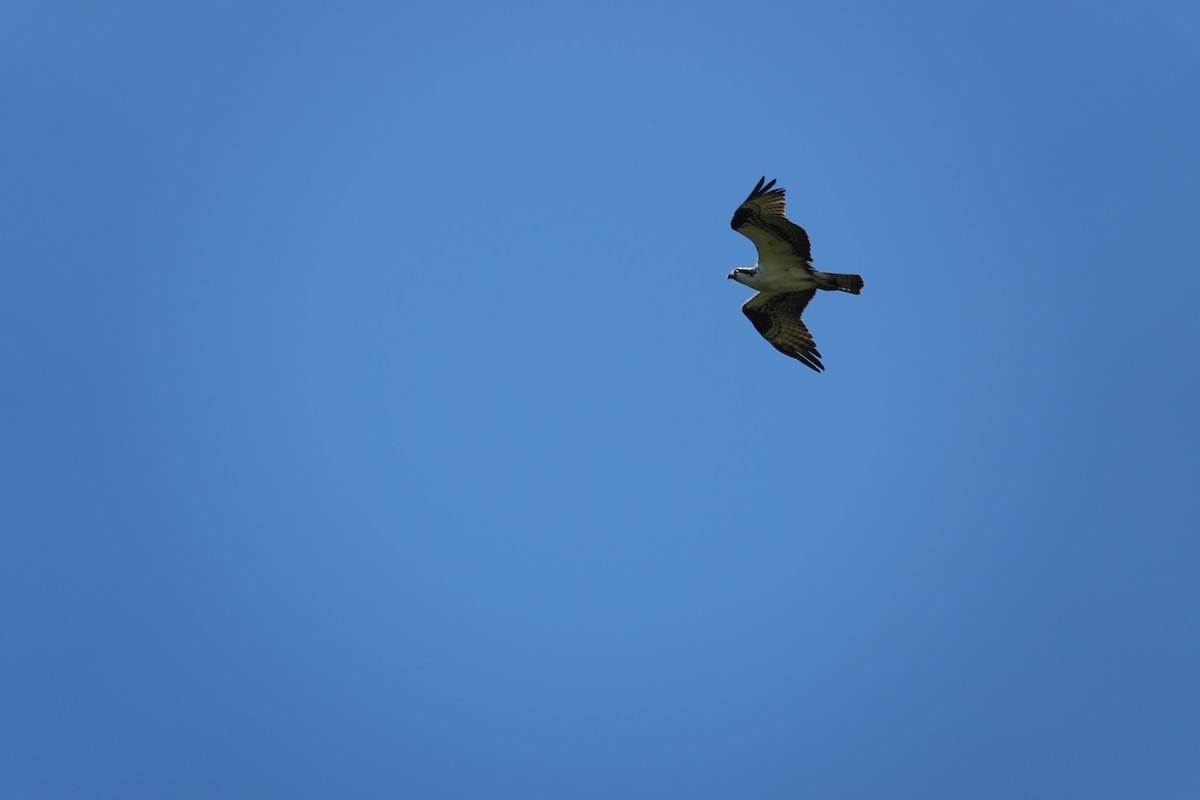 Águila Pescadora - ML462495381