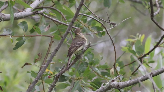 Western Flycatcher (Pacific-slope) - ML462496671