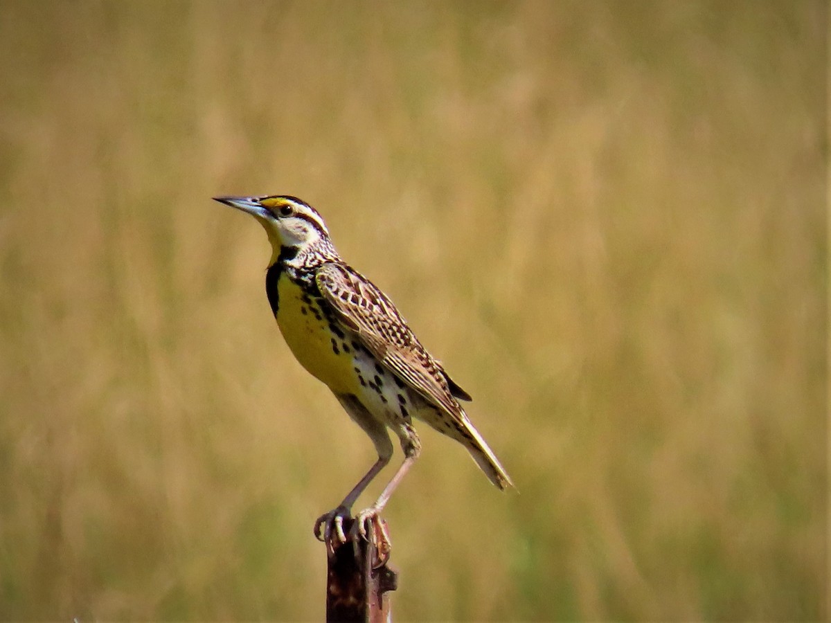 Eastern Meadowlark - ML462498041