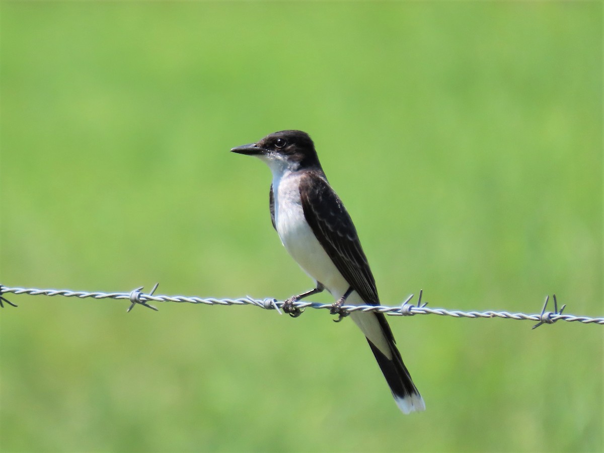 Eastern Kingbird - ML462498201