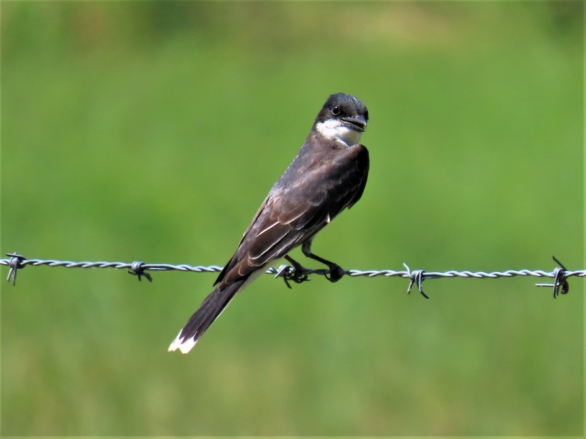 Eastern Kingbird - ML462498231