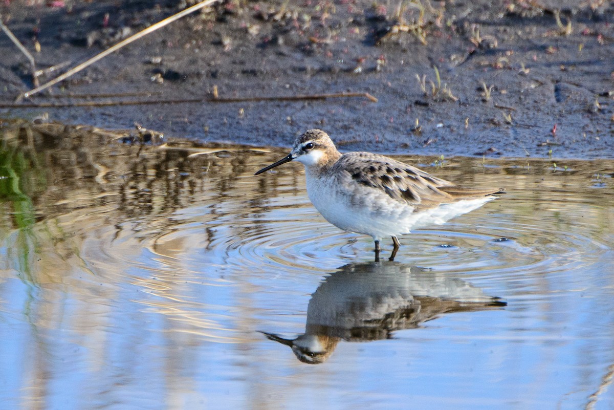 hvithalesvømmesnipe - ML462498251