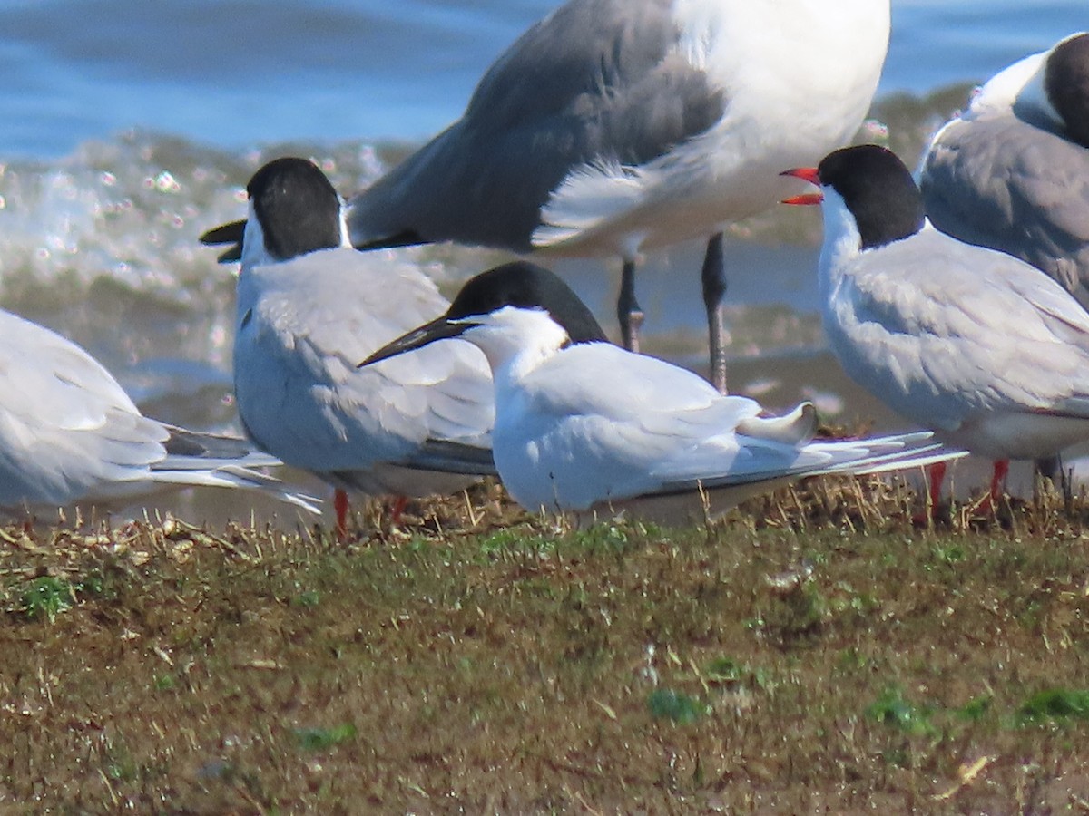 Roseate Tern - ML462501831