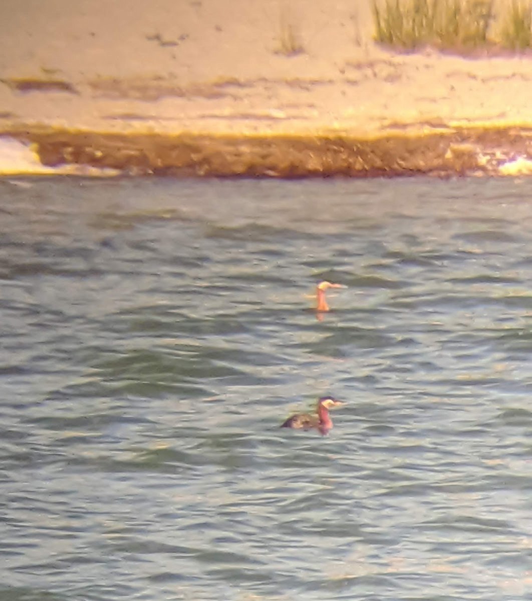 Red-necked Grebe - ML462503361