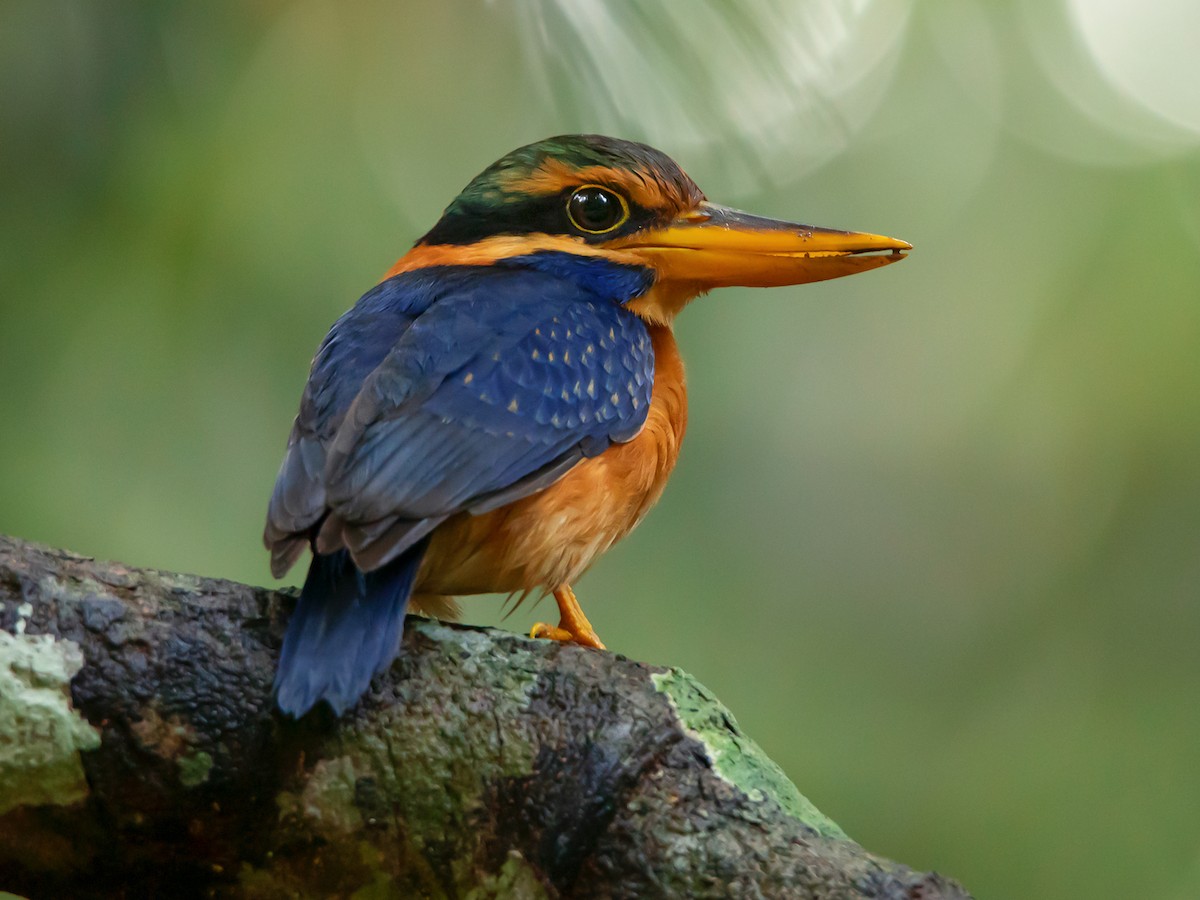 Rufous-collared Kingfisher