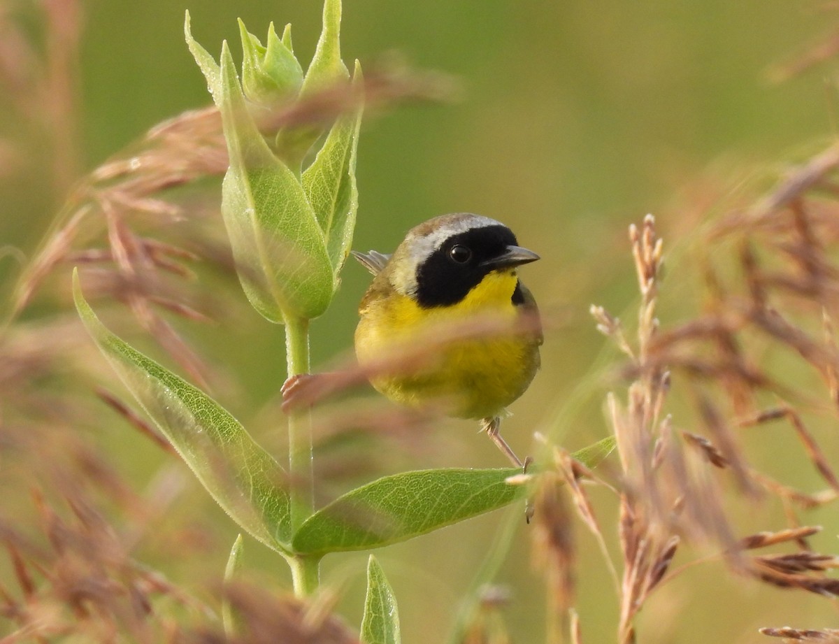 Common Yellowthroat - ML462504051