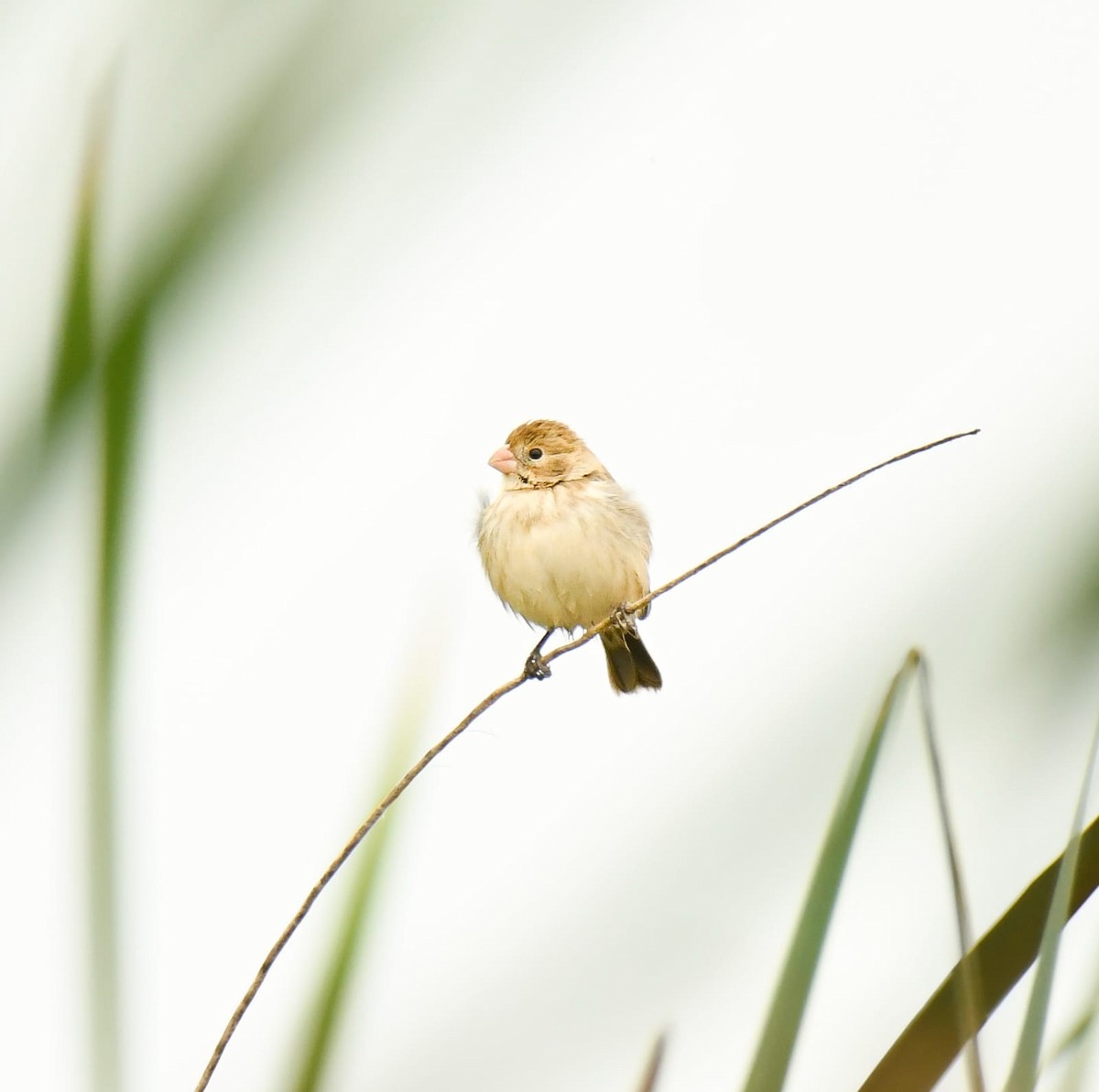 Chestnut-throated Seedeater - ML462504631