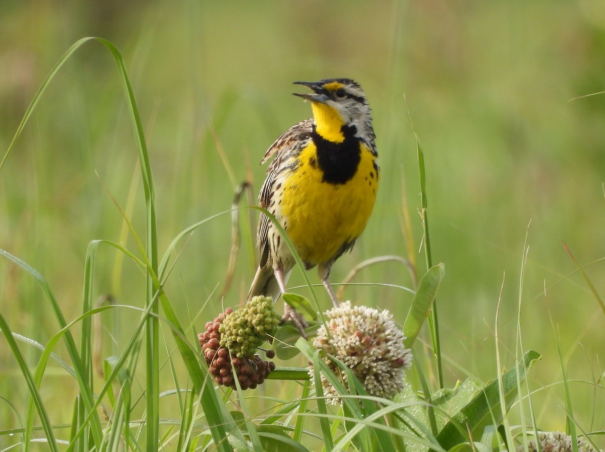 Eastern Meadowlark - ML462504671