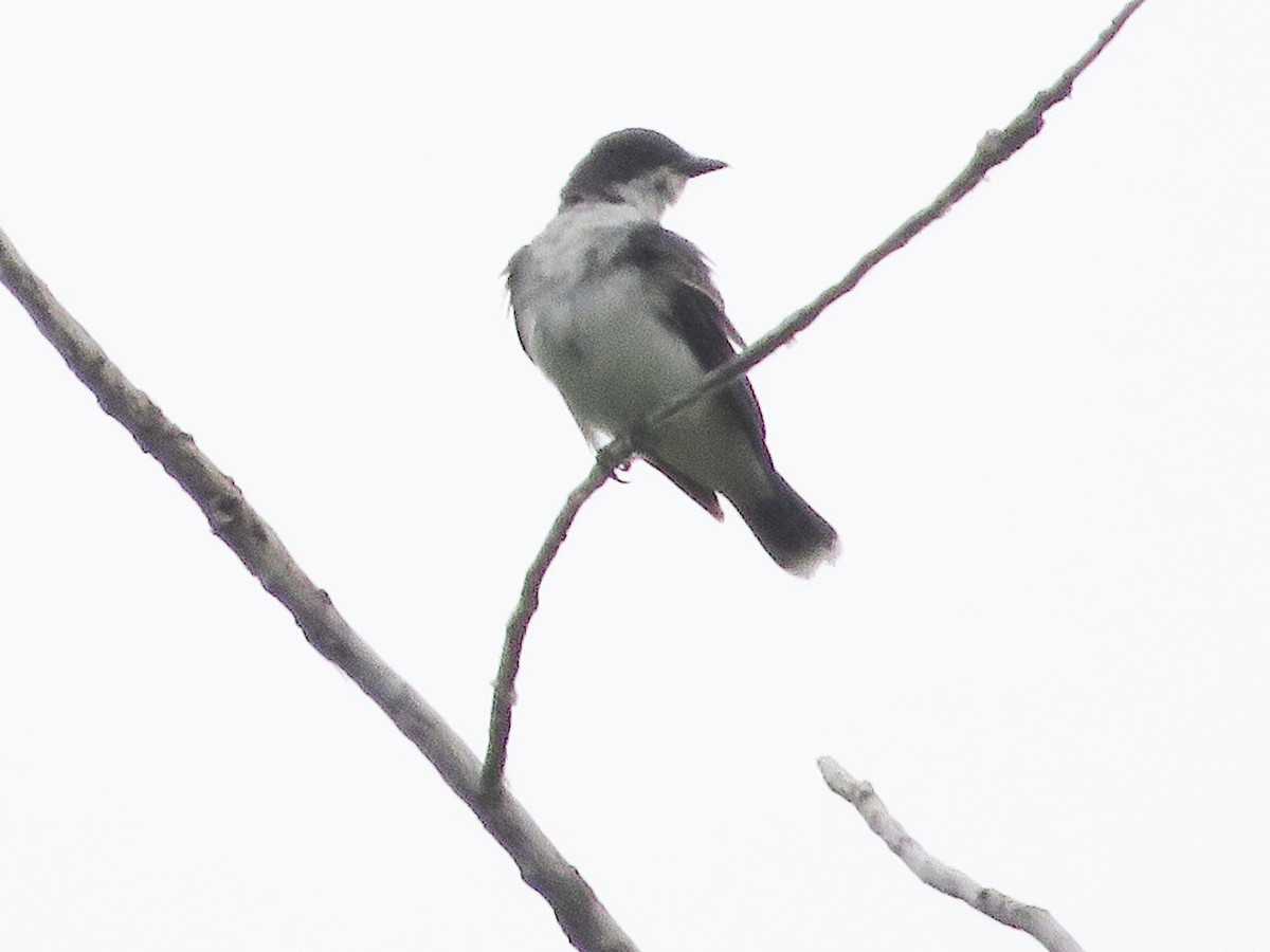 Eastern Kingbird - ML462507411