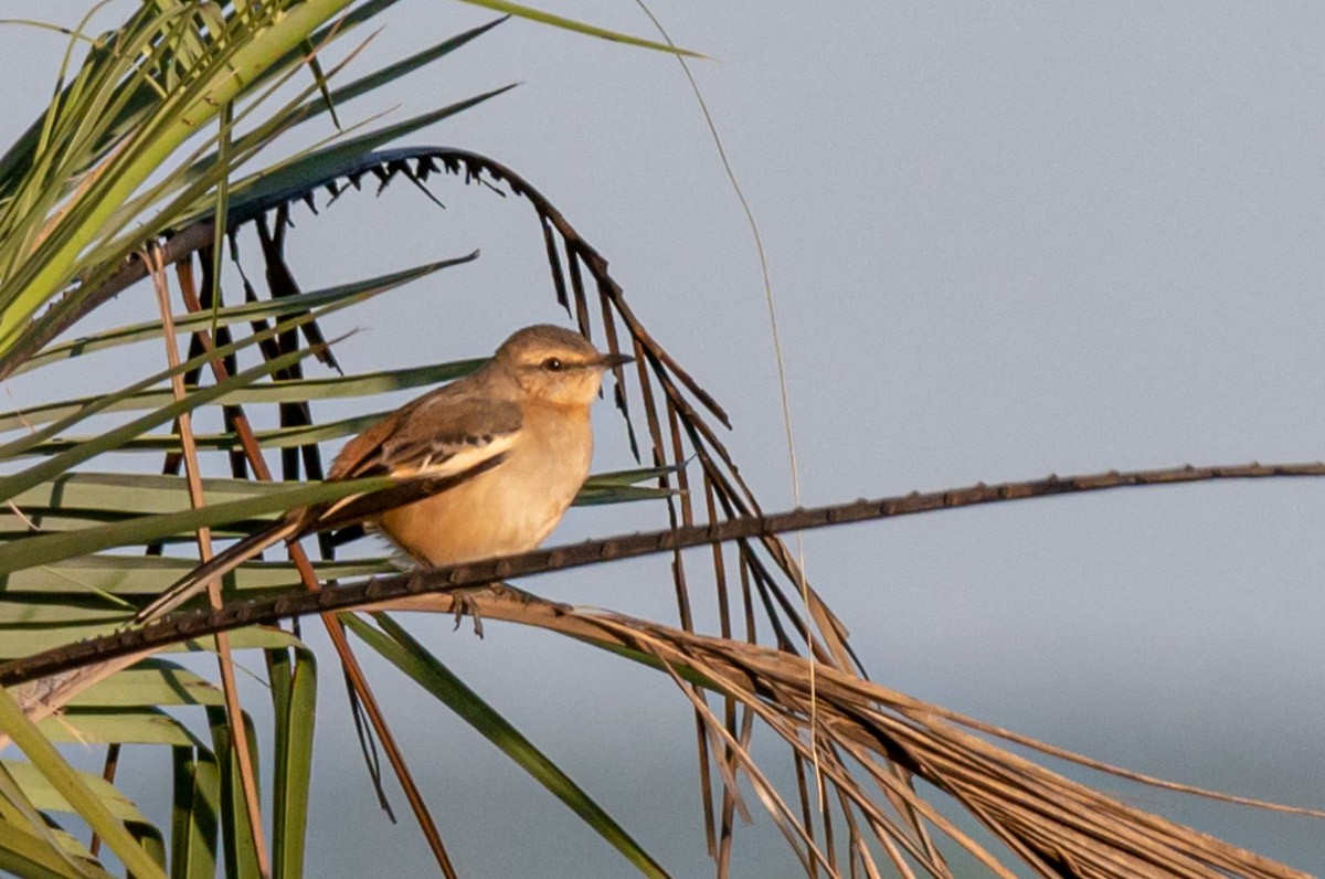 White-banded Mockingbird - ML462507931