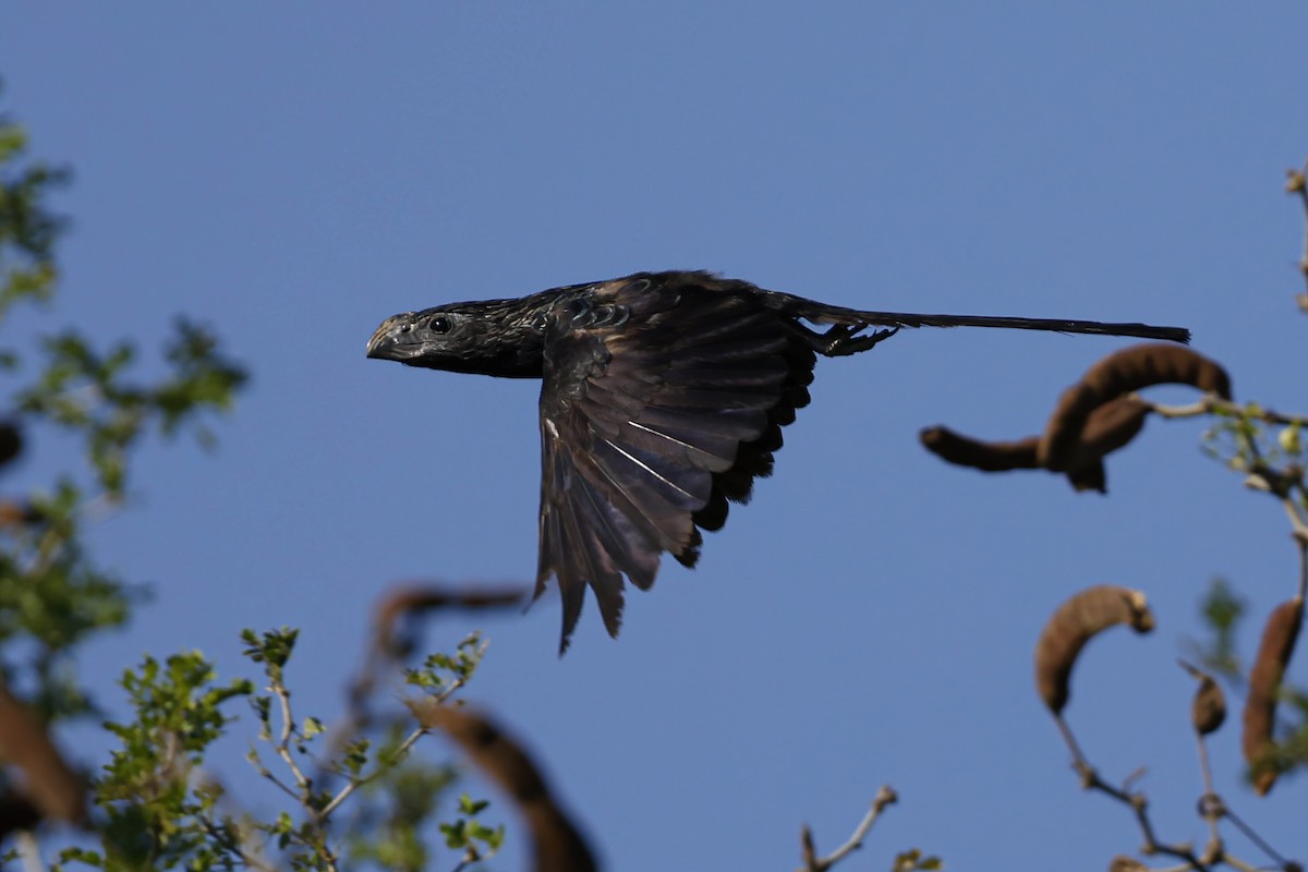 Groove-billed Ani - ML462508501