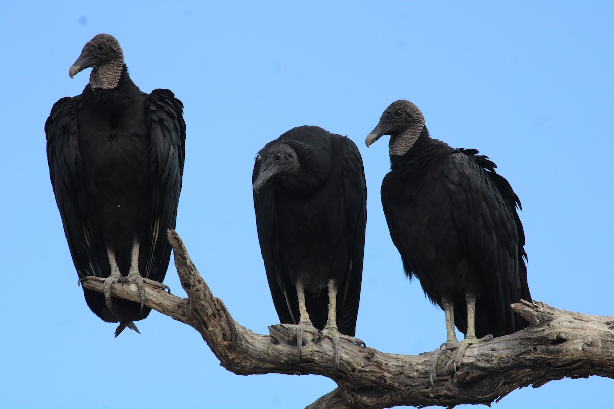 Black Vulture - ML462509071