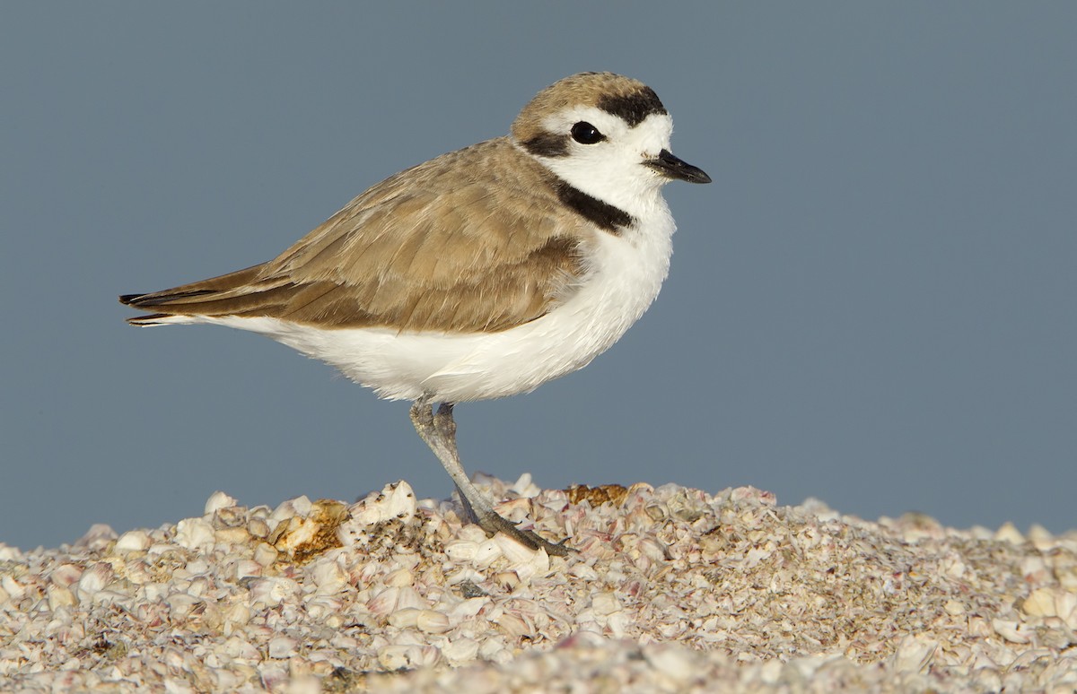 Snowy Plover - ML462509621