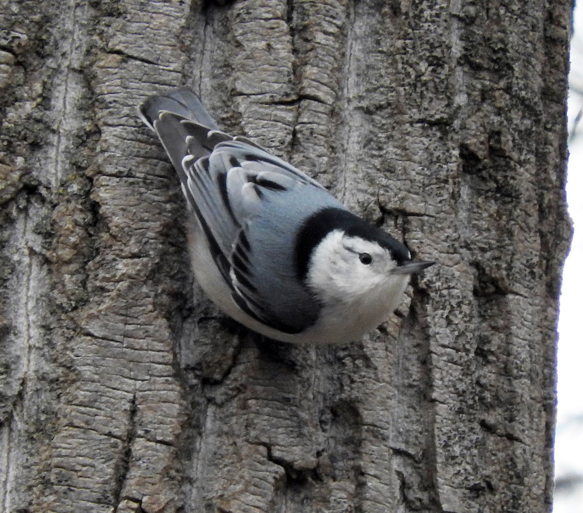 White-breasted Nuthatch - ML46251131