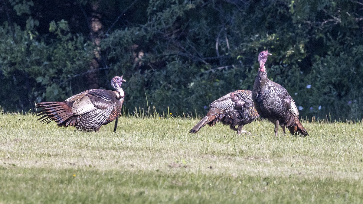 Wild Turkey - ML462512771