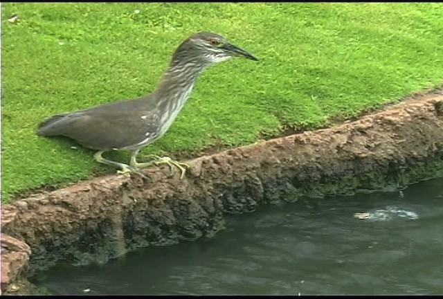 Black-crowned Night Heron (American) - ML462513