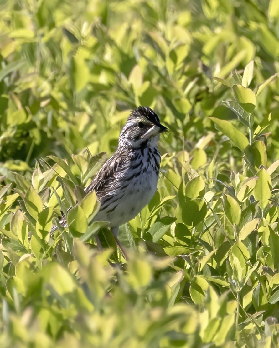 Song Sparrow - ML462513341