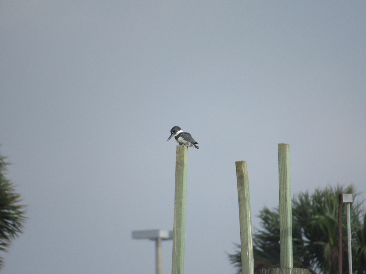 Belted Kingfisher - David LaGrange