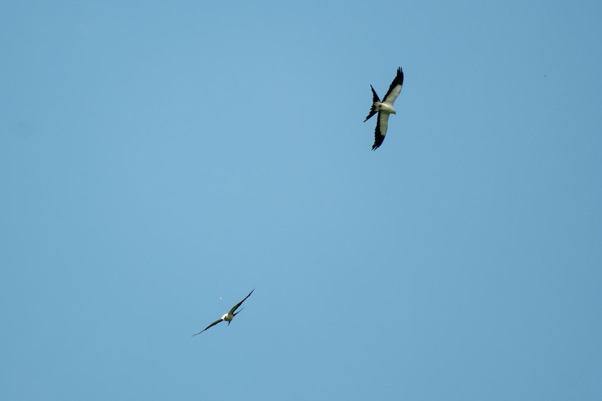 Swallow-tailed Kite - ML462513891