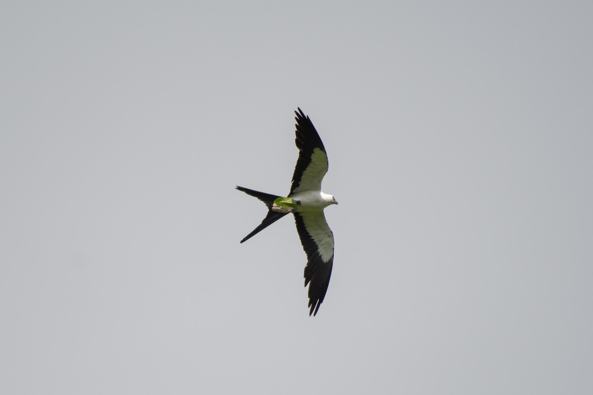 Swallow-tailed Kite - ML462513901