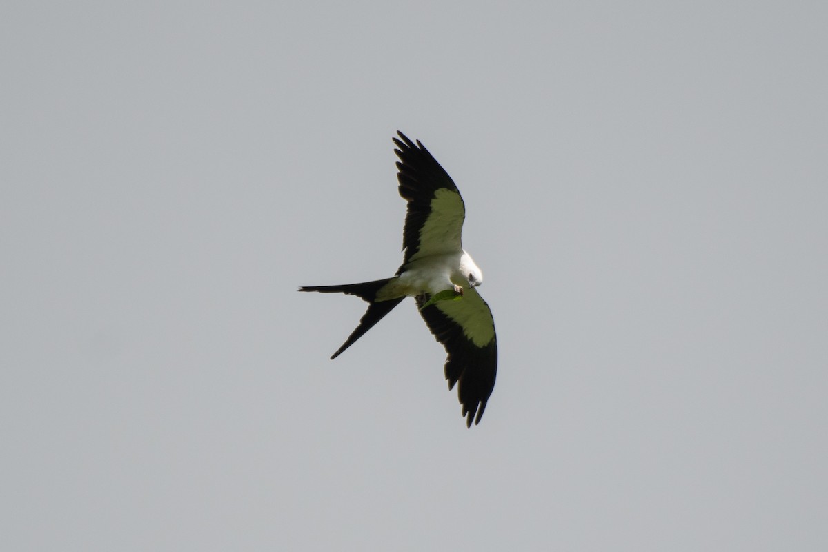 Swallow-tailed Kite - ML462513921