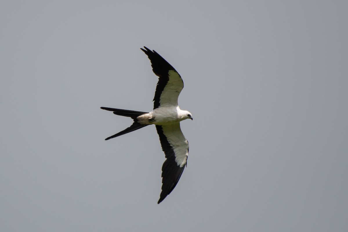 Swallow-tailed Kite - ML462513961