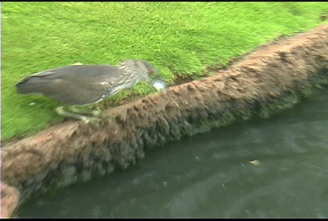 Black-crowned Night Heron (American) - ML462514