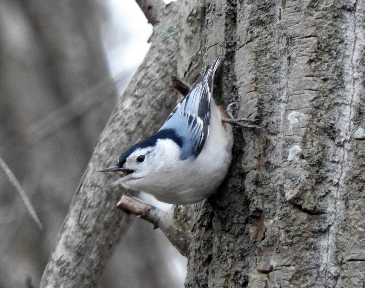 White-breasted Nuthatch - ML46251461