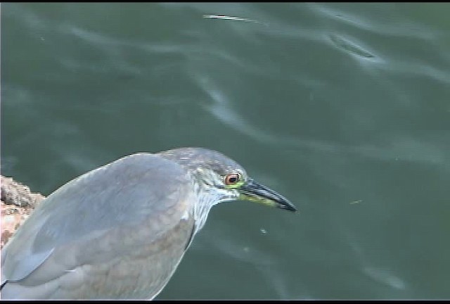 Black-crowned Night Heron (American) - ML462515