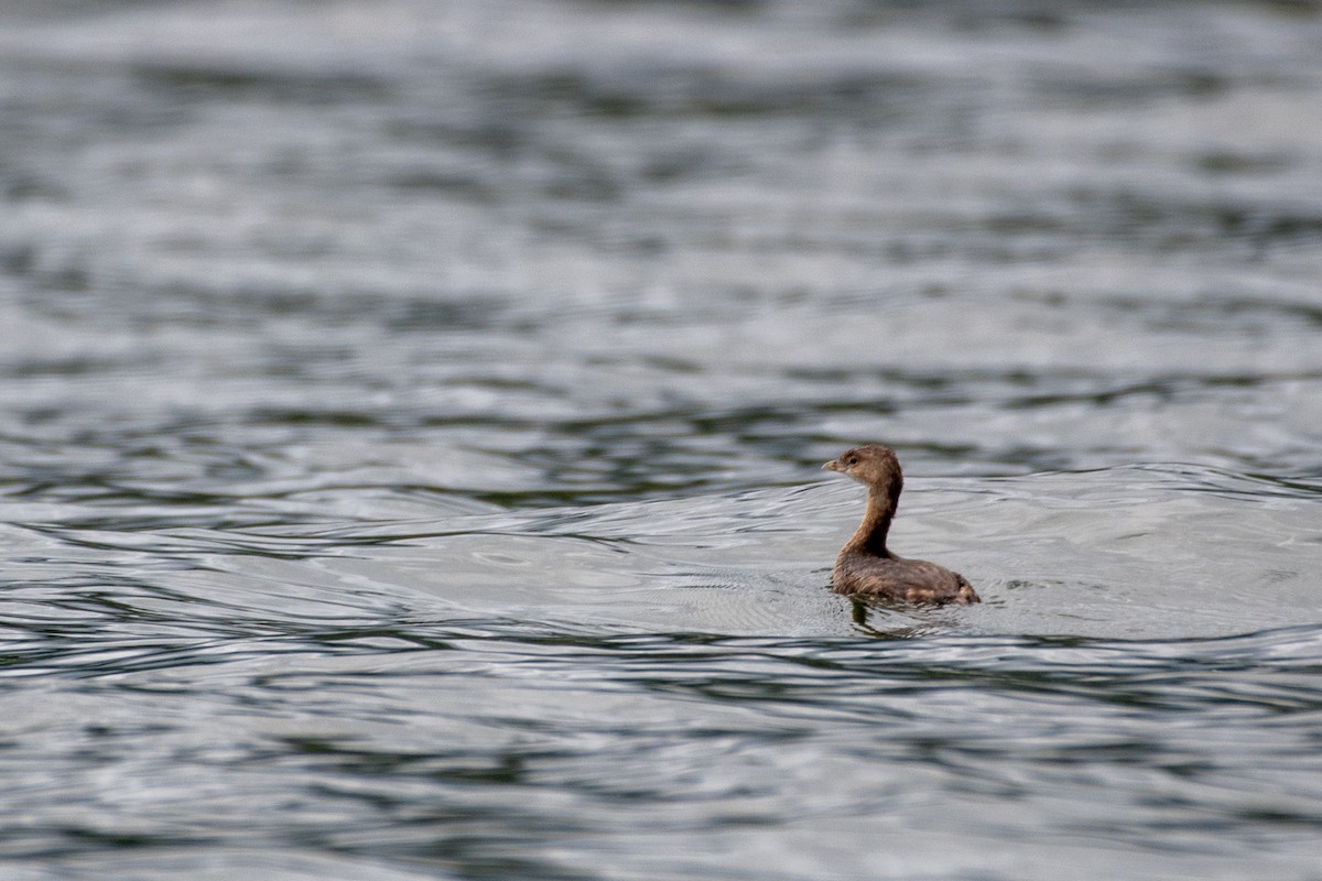 Pied-billed Grebe - ML462515791