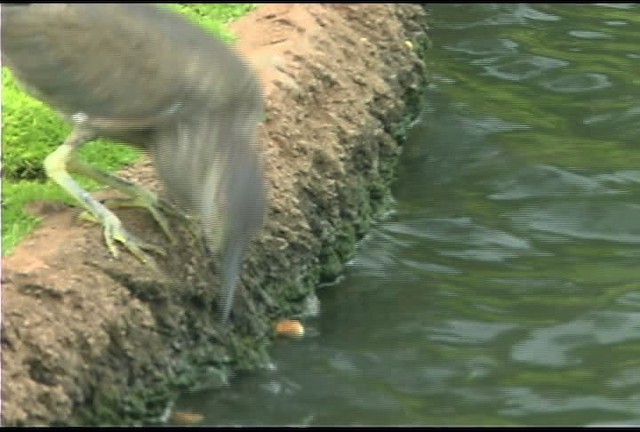 Black-crowned Night Heron (American) - ML462516