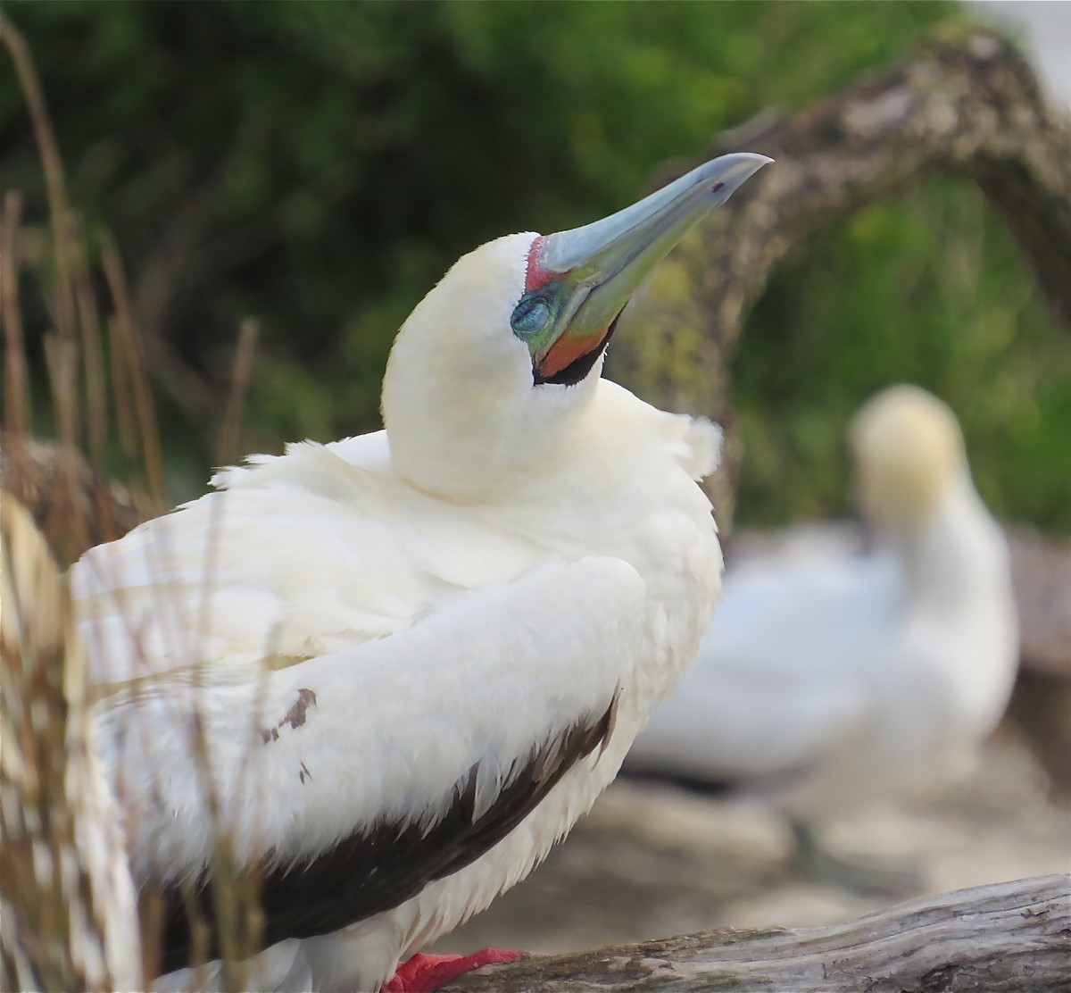 Red-footed Booby - ML46251601