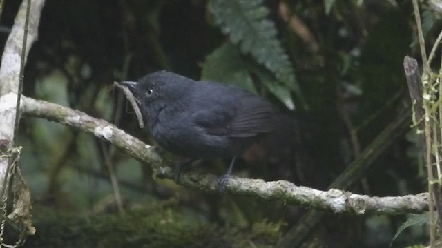 Batará Unicolor - ML462516801