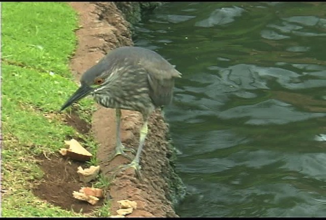 Black-crowned Night Heron (American) - ML462517