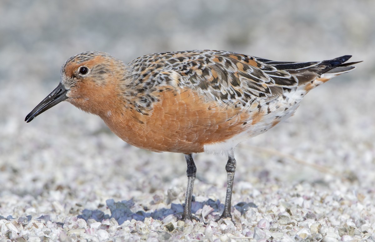 Red Knot - Mark Chappell