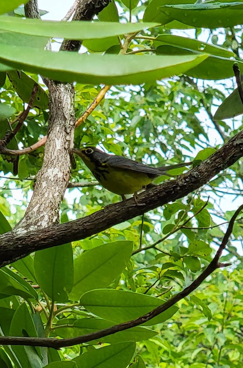 Canada Warbler - ML462517501