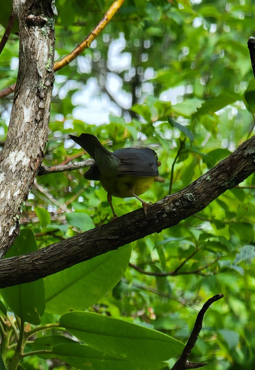 Canada Warbler - ML462517541