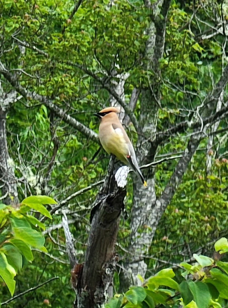 Cedar Waxwing - ML462517551
