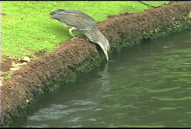 Black-crowned Night Heron (American) - ML462518