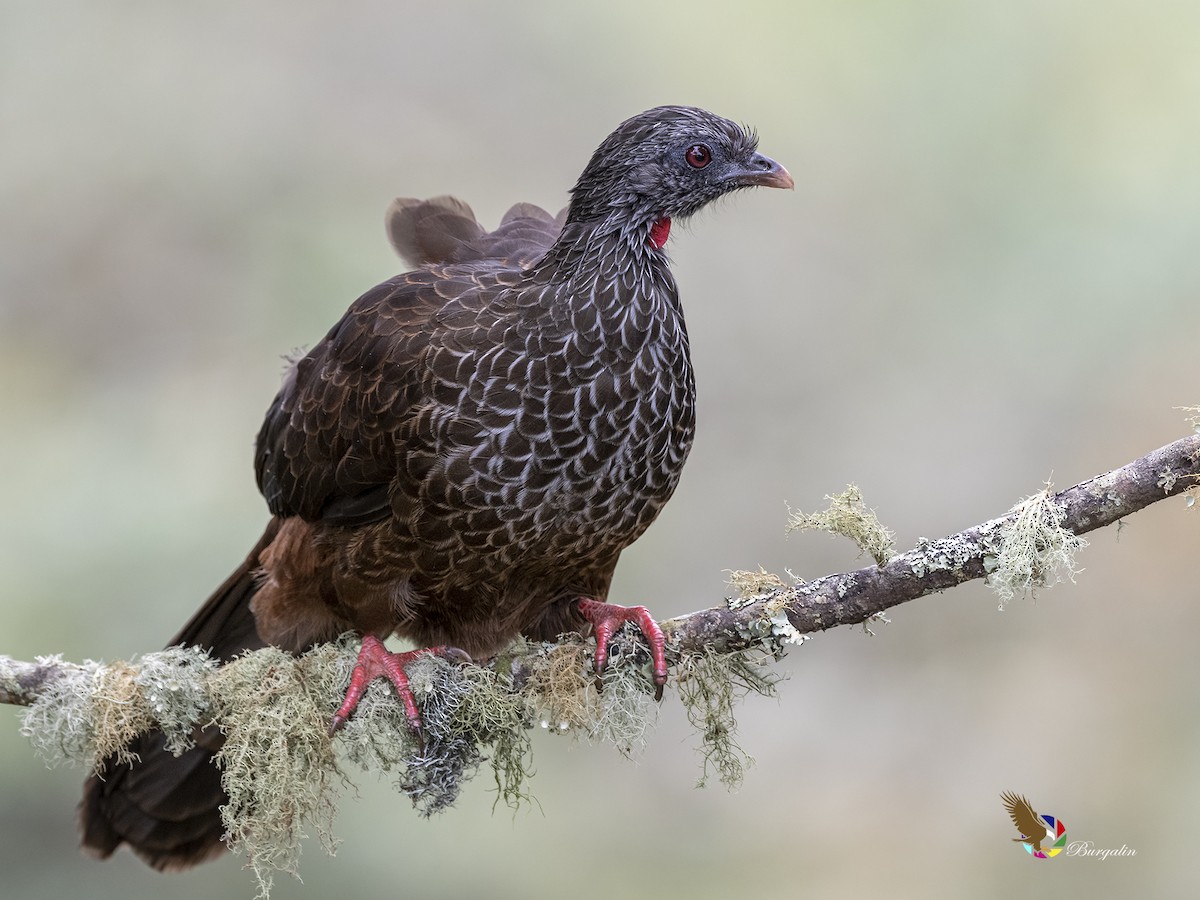 Andean Guan - ML462518721