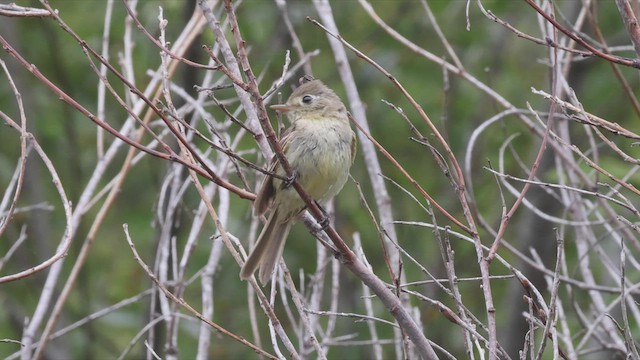 Western Flycatcher (Pacific-slope) - ML462519351