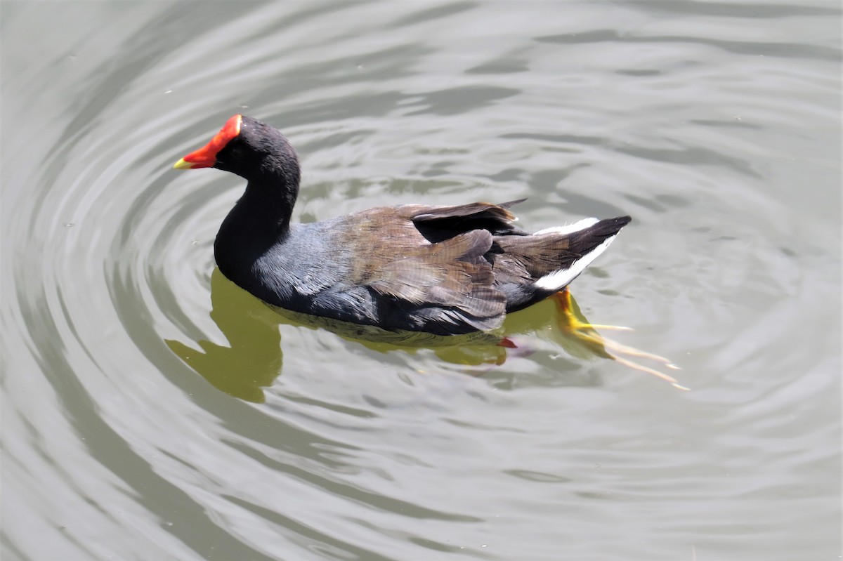 Gallinule d'Amérique - ML462519451