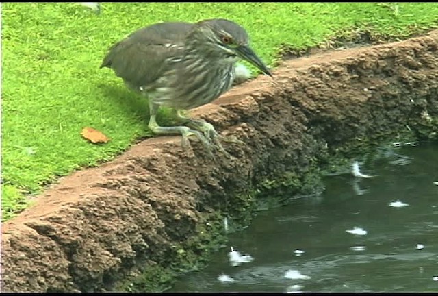 Black-crowned Night Heron (American) - ML462520