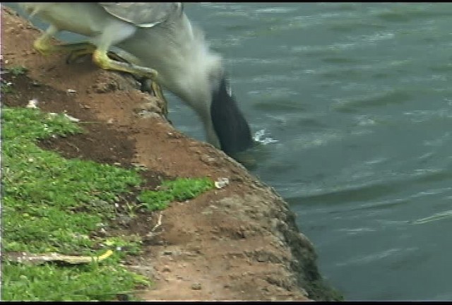 Black-crowned Night Heron (American) - ML462521